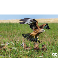 گونه کورکور حنایی Red Kite